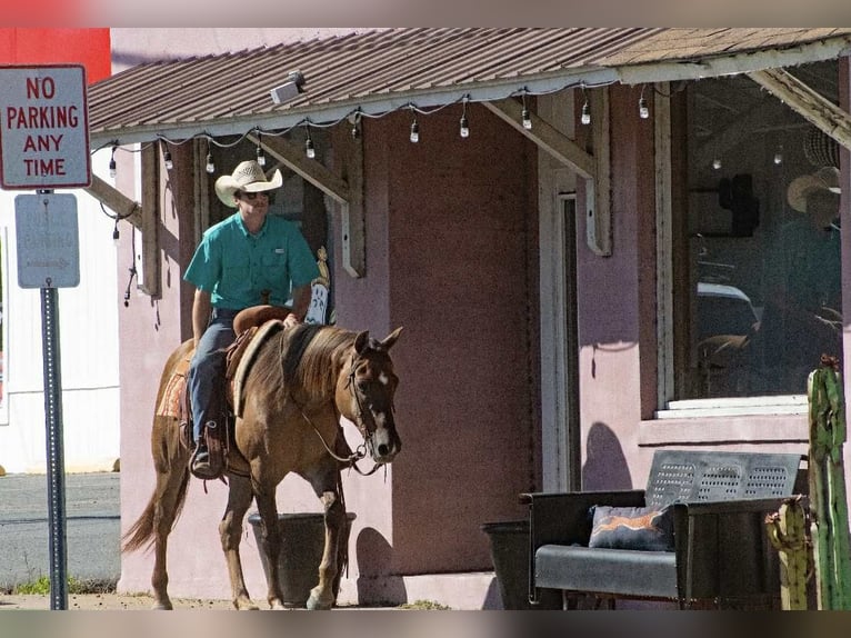 American Quarter Horse Ruin 15 Jaar 150 cm Red Dun in Quitman AR