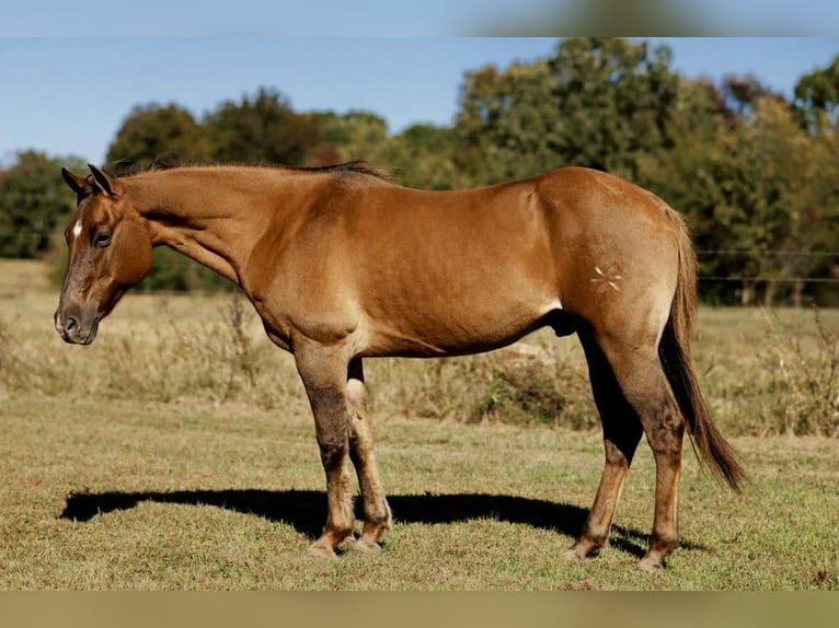 American Quarter Horse Ruin 15 Jaar 150 cm Red Dun in Quitman AR