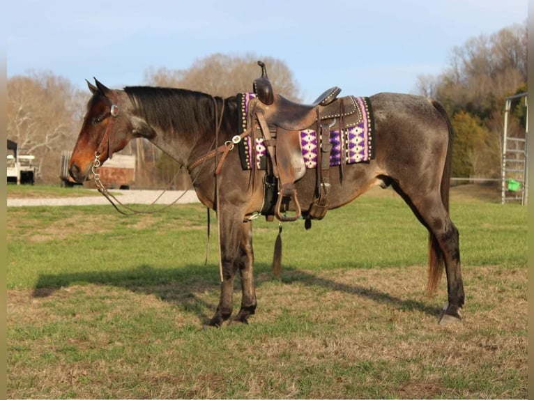 American Quarter Horse Ruin 15 Jaar 150 cm Roan-Bay in Mount Vernon Ky