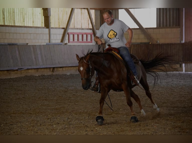American Quarter Horse Ruin 15 Jaar 150 cm Roodvos in Lebach