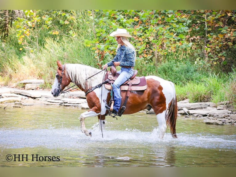 American Quarter Horse Ruin 15 Jaar 150 cm Tobiano-alle-kleuren in Flemingsburg KY