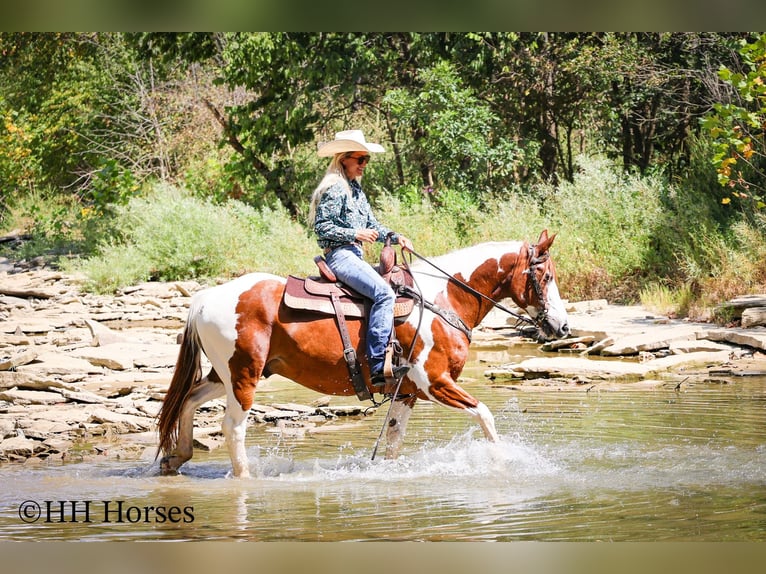 American Quarter Horse Ruin 15 Jaar 150 cm Tobiano-alle-kleuren in Flemingsburg KY