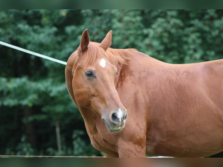 American Quarter Horse Ruin 15 Jaar 150 cm Vos in Bad Soden-Salmünster