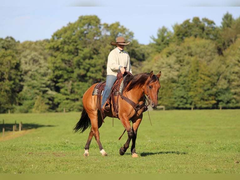 American Quarter Horse Ruin 15 Jaar 152 cm Buckskin in Clarion