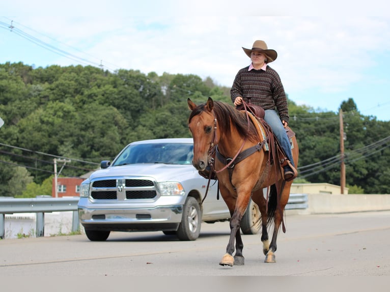 American Quarter Horse Ruin 15 Jaar 152 cm Buckskin in Clarion