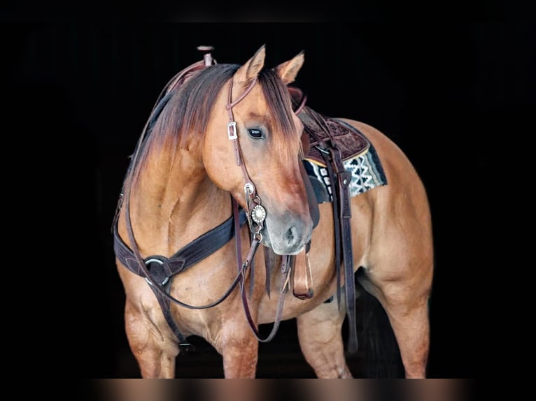 American Quarter Horse Ruin 15 Jaar 152 cm Buckskin in Clarion