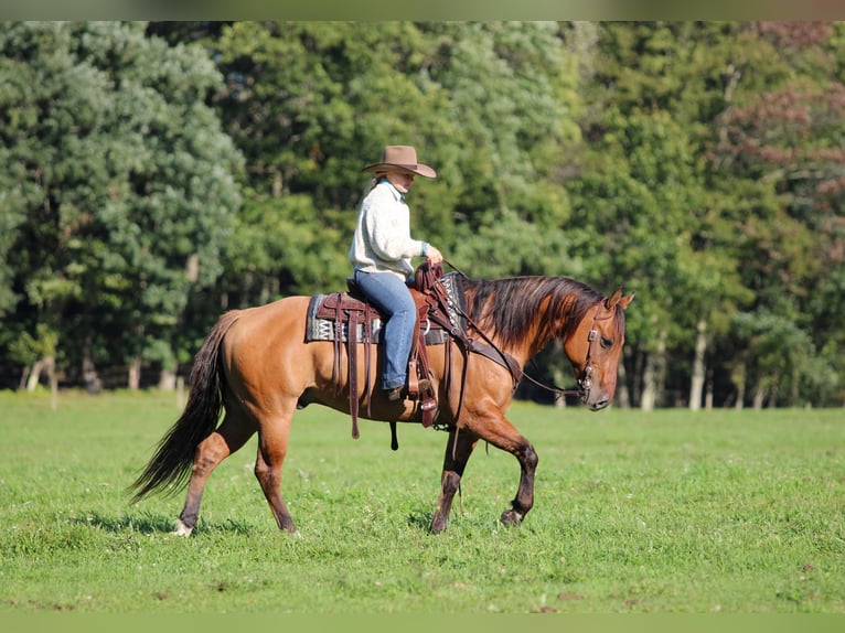 American Quarter Horse Ruin 15 Jaar 152 cm Buckskin in Clarion