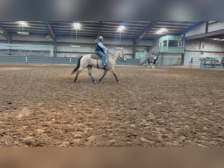 American Quarter Horse Ruin 15 Jaar 152 cm Buckskin in LIsbon IA