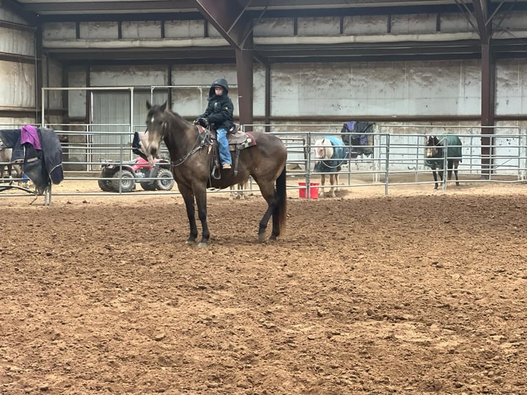 American Quarter Horse Ruin 15 Jaar 152 cm Buckskin in Lisbon Ia