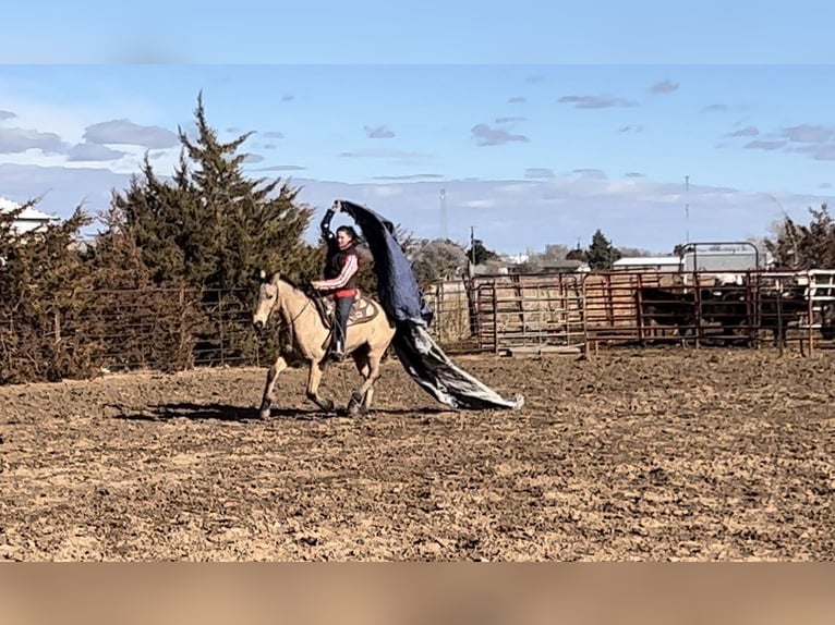 American Quarter Horse Ruin 15 Jaar 152 cm Buckskin in LIsbon IA