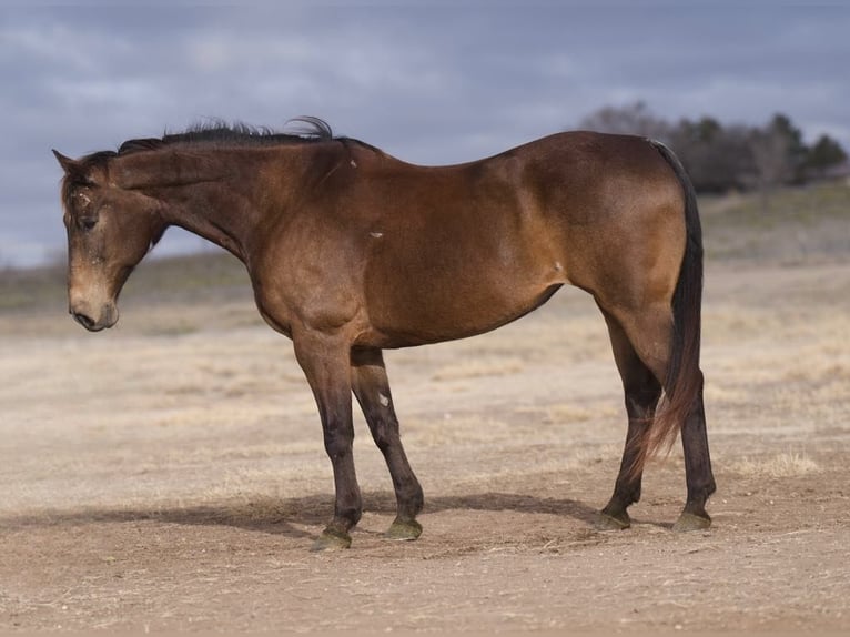 American Quarter Horse Ruin 15 Jaar 152 cm Buckskin in Lisbon Ia