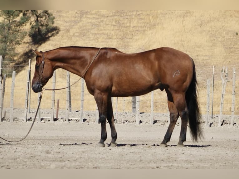 American Quarter Horse Ruin 15 Jaar 152 cm Falbe in Paicines CA