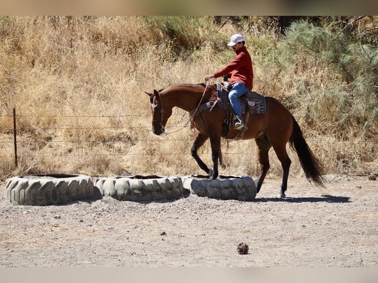 American Quarter Horse Ruin 15 Jaar 152 cm Falbe in Paicines CA