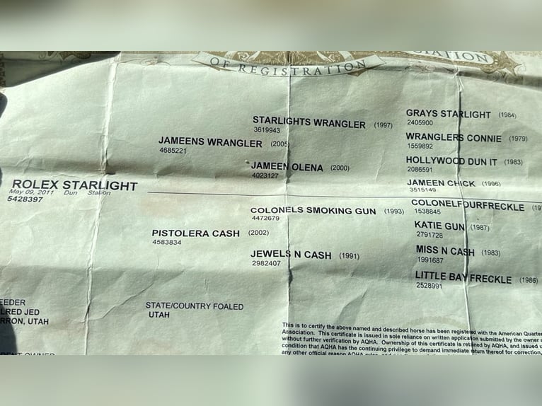 American Quarter Horse Ruin 15 Jaar 152 cm Falbe in Paicines CA