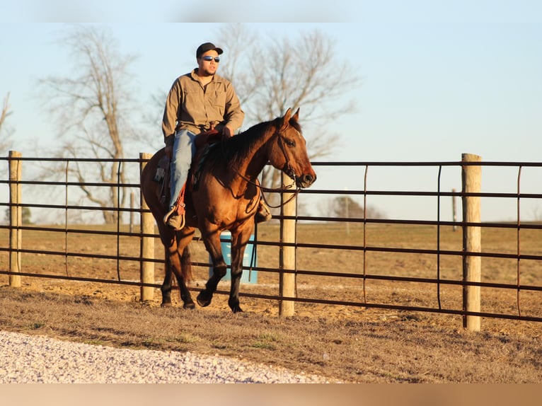 American Quarter Horse Ruin 15 Jaar 152 cm Falbe in Sonora, KY