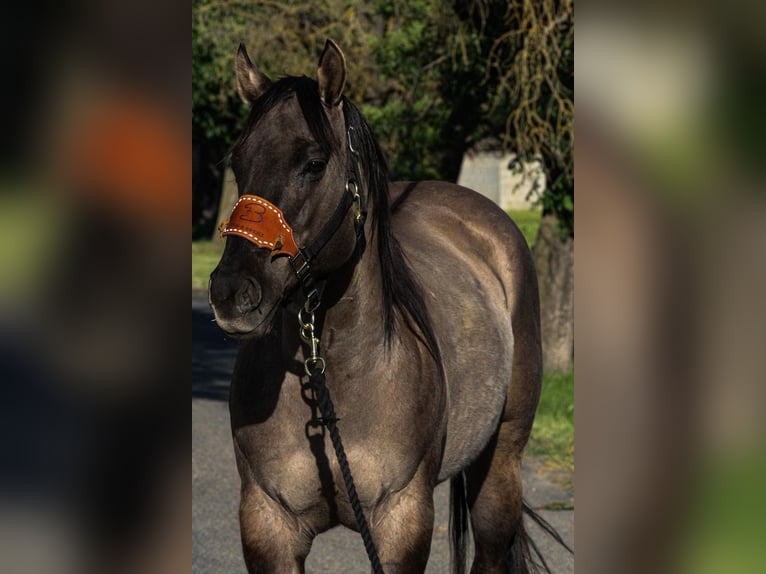 American Quarter Horse Ruin 15 Jaar 152 cm Grullo in HIckman CA