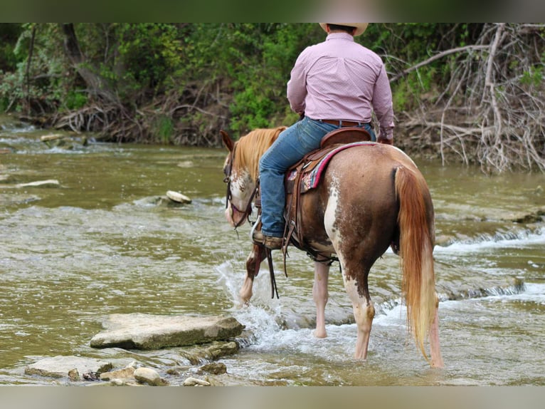American Quarter Horse Ruin 15 Jaar 152 cm Overo-alle-kleuren in Stephenville TX
