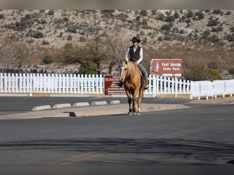 American Quarter Horse Ruin 15 Jaar 152 cm Palomino in Camp Verde AZ