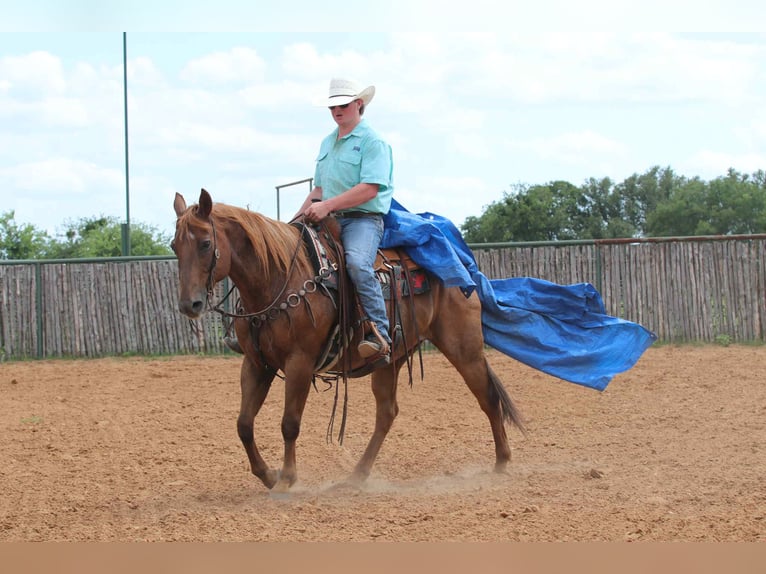 American Quarter Horse Ruin 15 Jaar 152 cm Roan-Red in lipan Tx