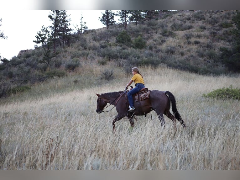 American Quarter Horse Ruin 15 Jaar 152 cm Roan-Red in Nunn CO