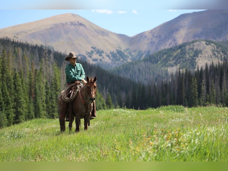 American Quarter Horse Ruin 15 Jaar 152 cm Roan-Red in Nunn CO