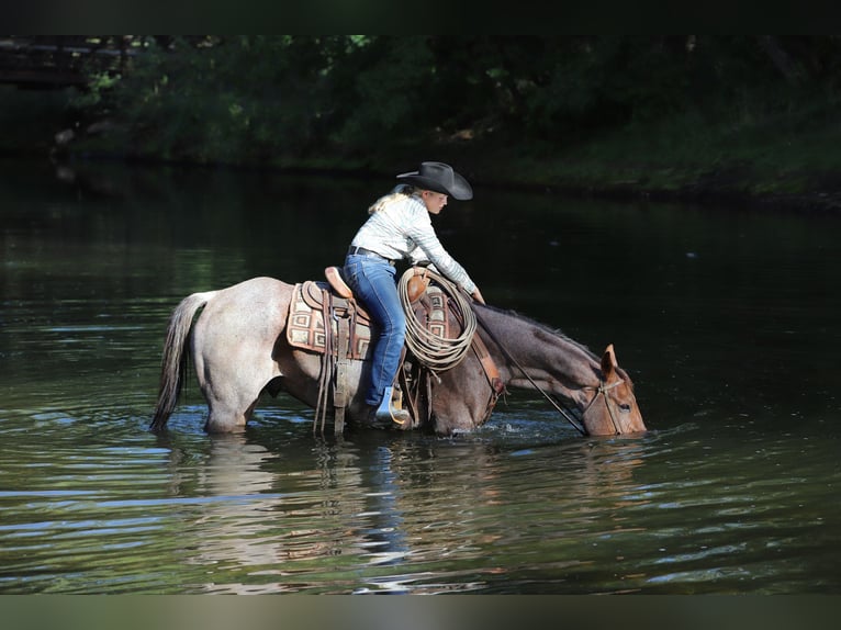 American Quarter Horse Ruin 15 Jaar 152 cm Roan-Red in Nunn CO