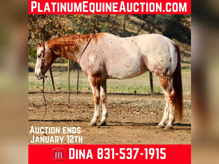 American Quarter Horse Ruin 15 Jaar 152 cm Roan-Red in paicines CA