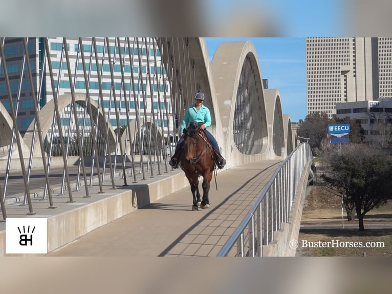 American Quarter Horse Ruin 15 Jaar 152 cm Roodbruin in Weatherford TX