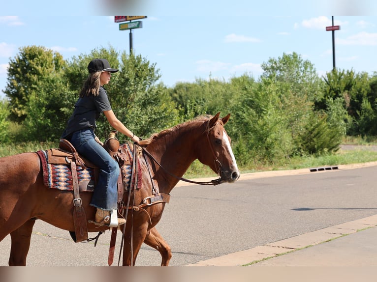 American Quarter Horse Ruin 15 Jaar 152 cm Roodvos in Stillwater