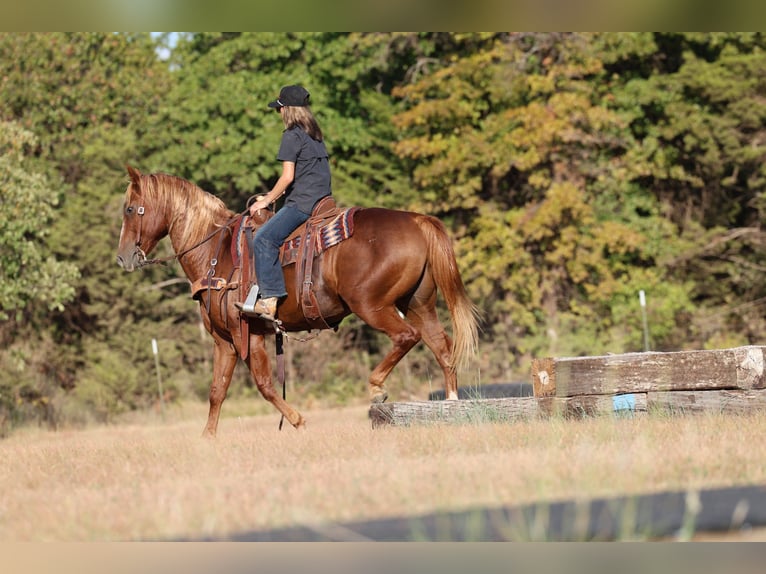 American Quarter Horse Ruin 15 Jaar 152 cm Roodvos in Stillwater