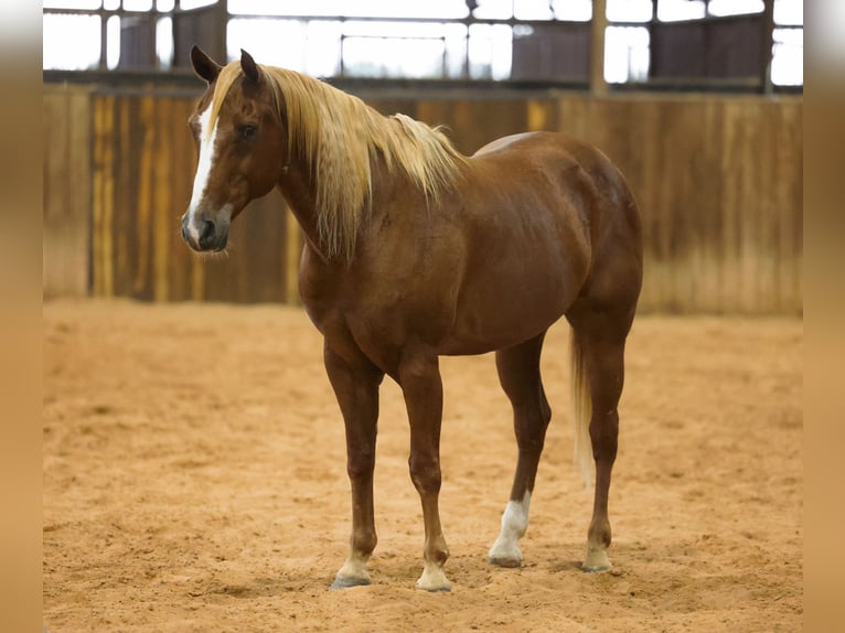 American Quarter Horse Ruin 15 Jaar 152 cm Roodvos in Stillwater