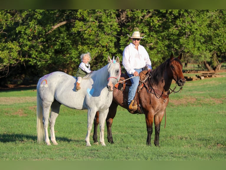 American Quarter Horse Ruin 15 Jaar 152 cm Schimmel in Cleburne TX