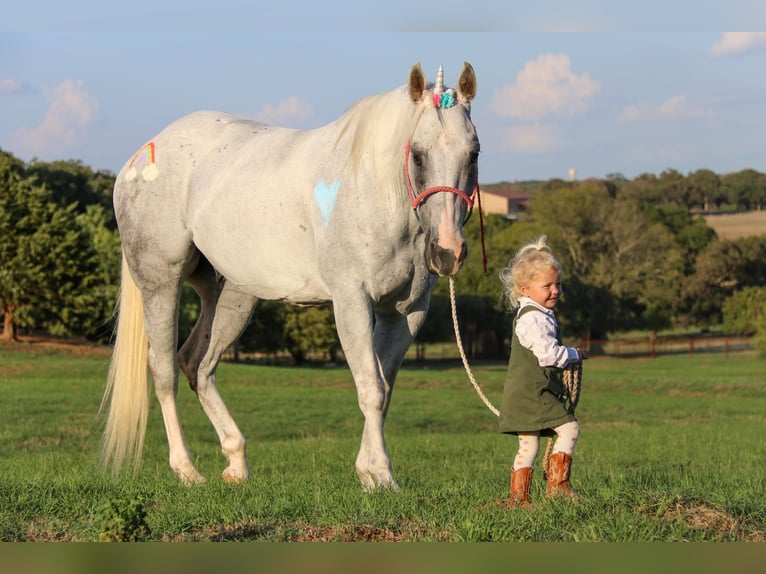 American Quarter Horse Ruin 15 Jaar 152 cm Schimmel in Cleburne TX