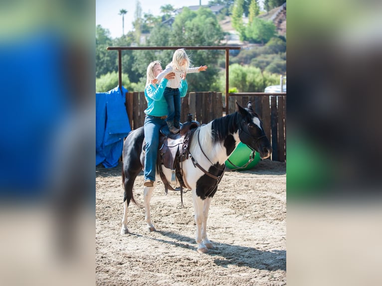 American Quarter Horse Ruin 15 Jaar 152 cm Tobiano-alle-kleuren in Murietta  CA