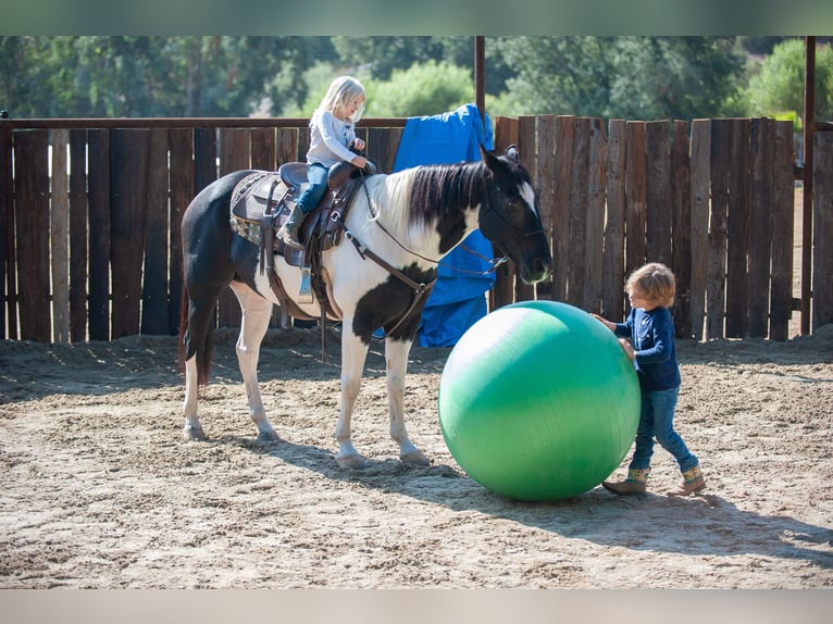 American Quarter Horse Ruin 15 Jaar 152 cm Tobiano-alle-kleuren in Murietta  CA