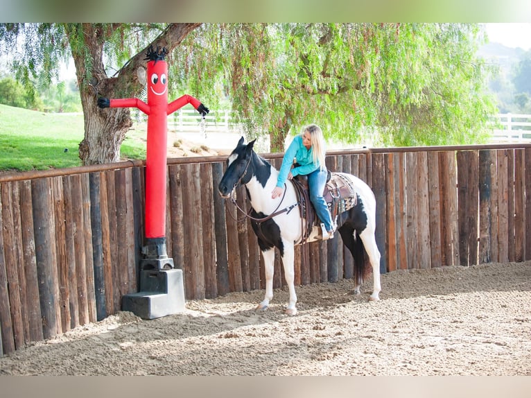 American Quarter Horse Ruin 15 Jaar 152 cm Tobiano-alle-kleuren in Murietta  CA