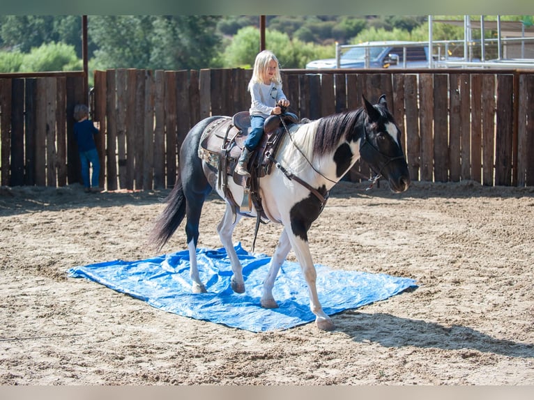 American Quarter Horse Ruin 15 Jaar 152 cm Tobiano-alle-kleuren in Murietta  CA