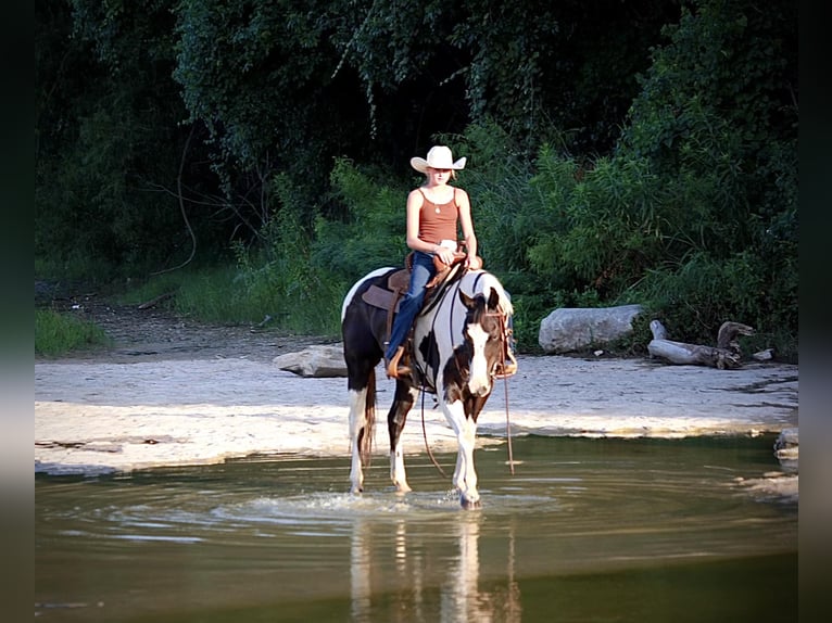 American Quarter Horse Ruin 15 Jaar 152 cm Tobiano-alle-kleuren in Lipan TX