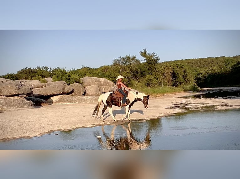 American Quarter Horse Ruin 15 Jaar 152 cm Tobiano-alle-kleuren in Lipan TX