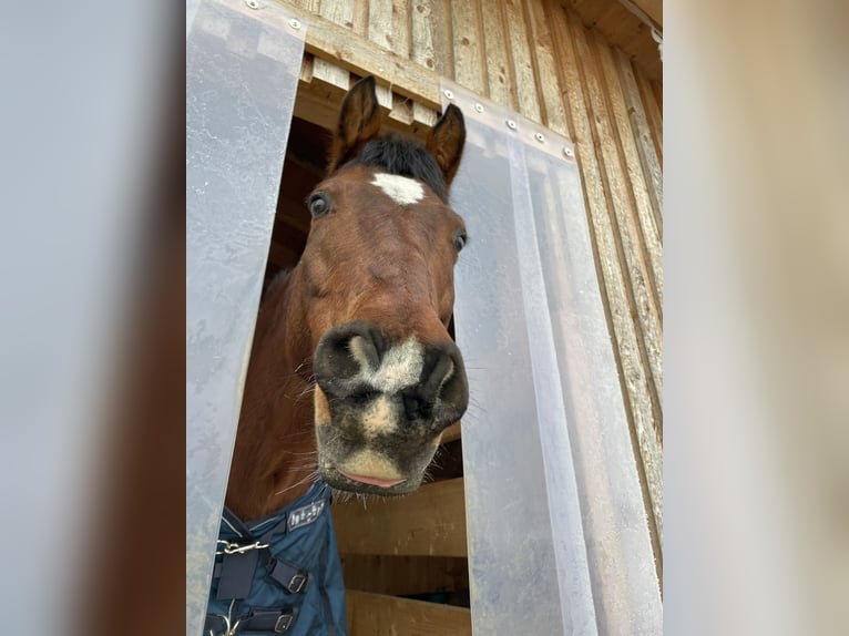 American Quarter Horse Ruin 15 Jaar 153 cm Bruin in Auerbach