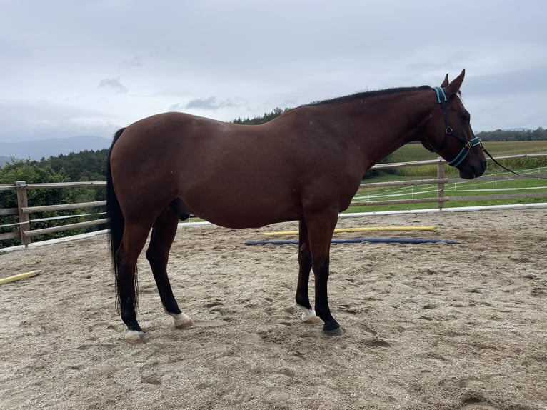 American Quarter Horse Ruin 15 Jaar 153 cm Bruin in Auerbach