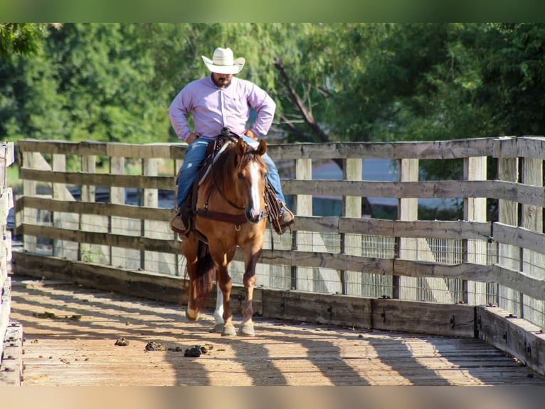 American Quarter Horse Ruin 15 Jaar 155 cm Falbe in Stephensville TX