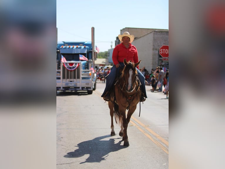 American Quarter Horse Ruin 15 Jaar 155 cm Falbe in Stephensville TX