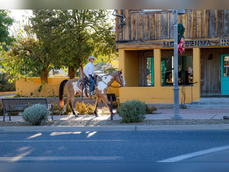 American Quarter Horse Ruin 15 Jaar 155 cm Overo-alle-kleuren in Camp Verde AZ