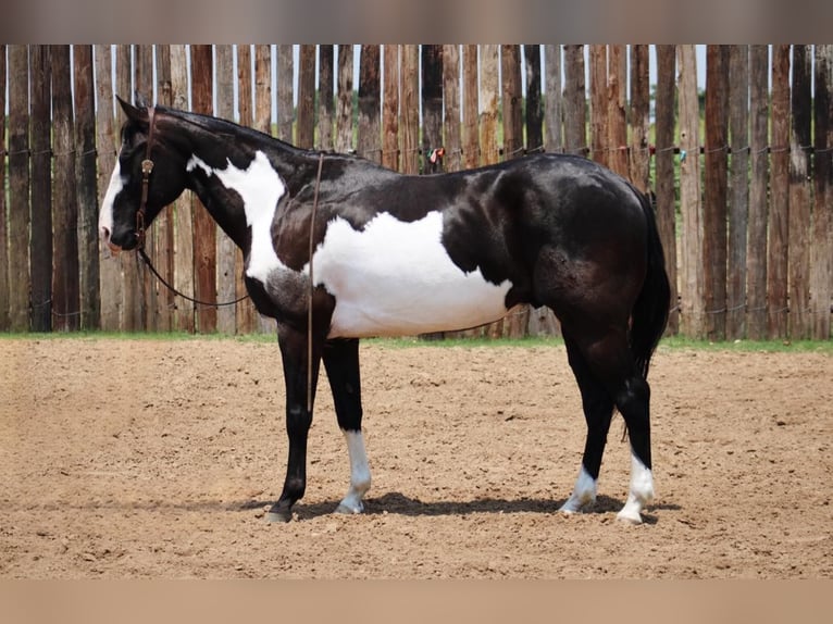 American Quarter Horse Ruin 15 Jaar 155 cm Overo-alle-kleuren in Morgan Mill TX