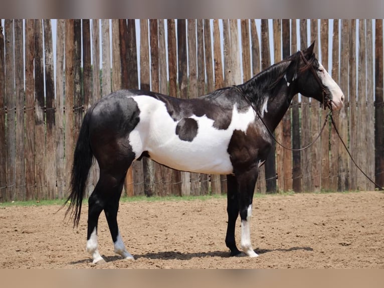 American Quarter Horse Ruin 15 Jaar 155 cm Overo-alle-kleuren in Morgan Mill TX