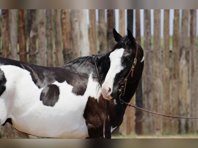 American Quarter Horse Ruin 15 Jaar 155 cm Overo-alle-kleuren in Morgan Mill TX