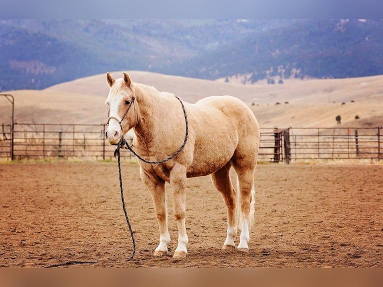 American Quarter Horse Ruin 15 Jaar 155 cm Palomino in Winston