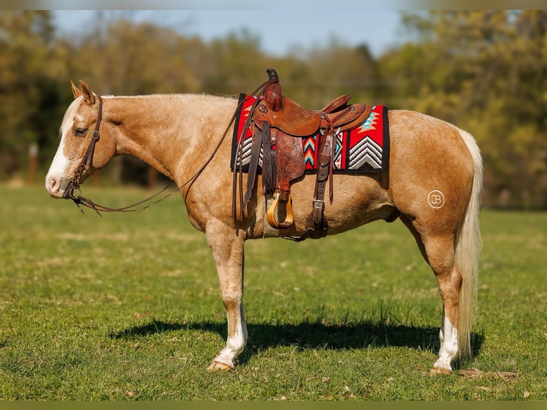 American Quarter Horse Ruin 15 Jaar 155 cm Palomino in Quitman AR