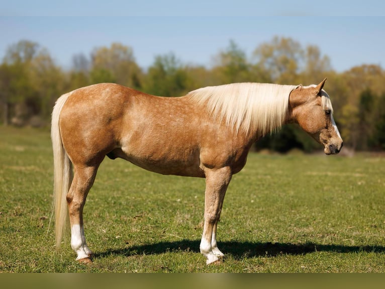 American Quarter Horse Ruin 15 Jaar 155 cm Palomino in Quitman AR